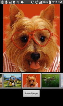 Funny HD Wallpapers for PC screenshot 3