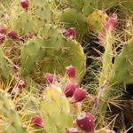 Chamatkari Paudhe for PC